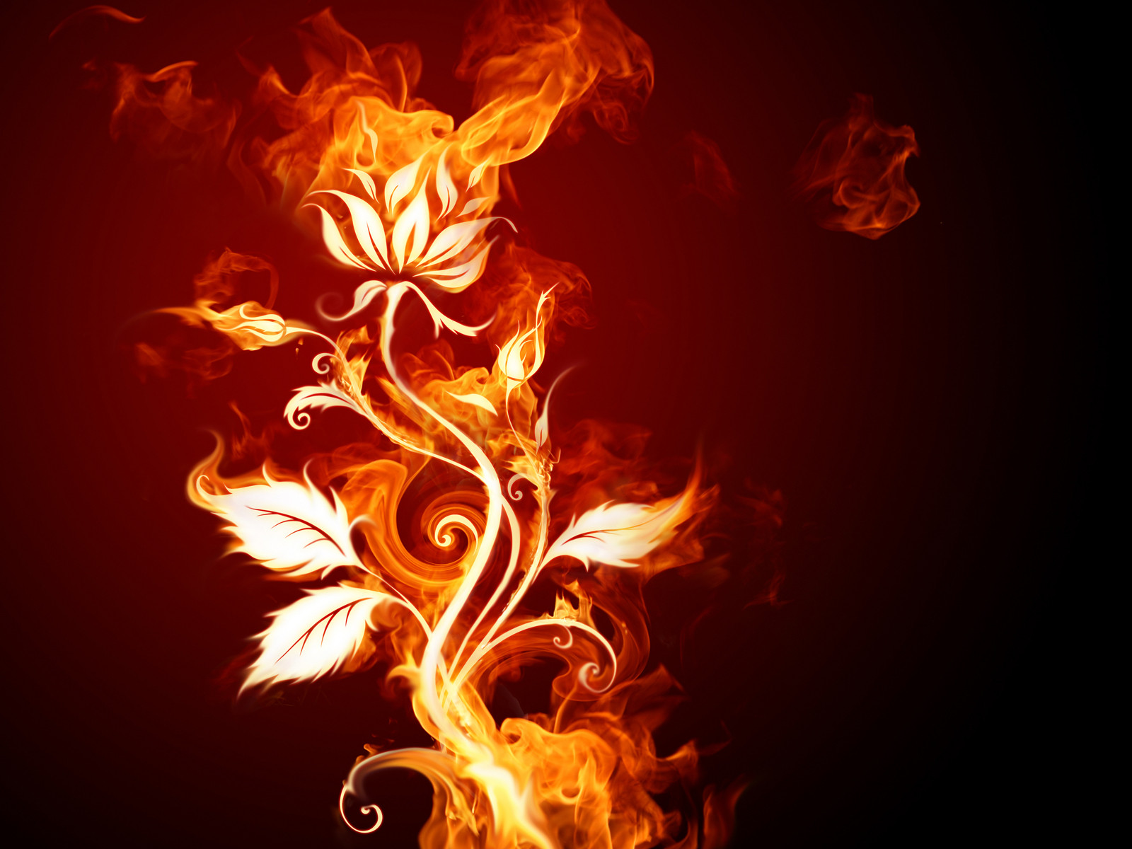 Цветок в огне обои
