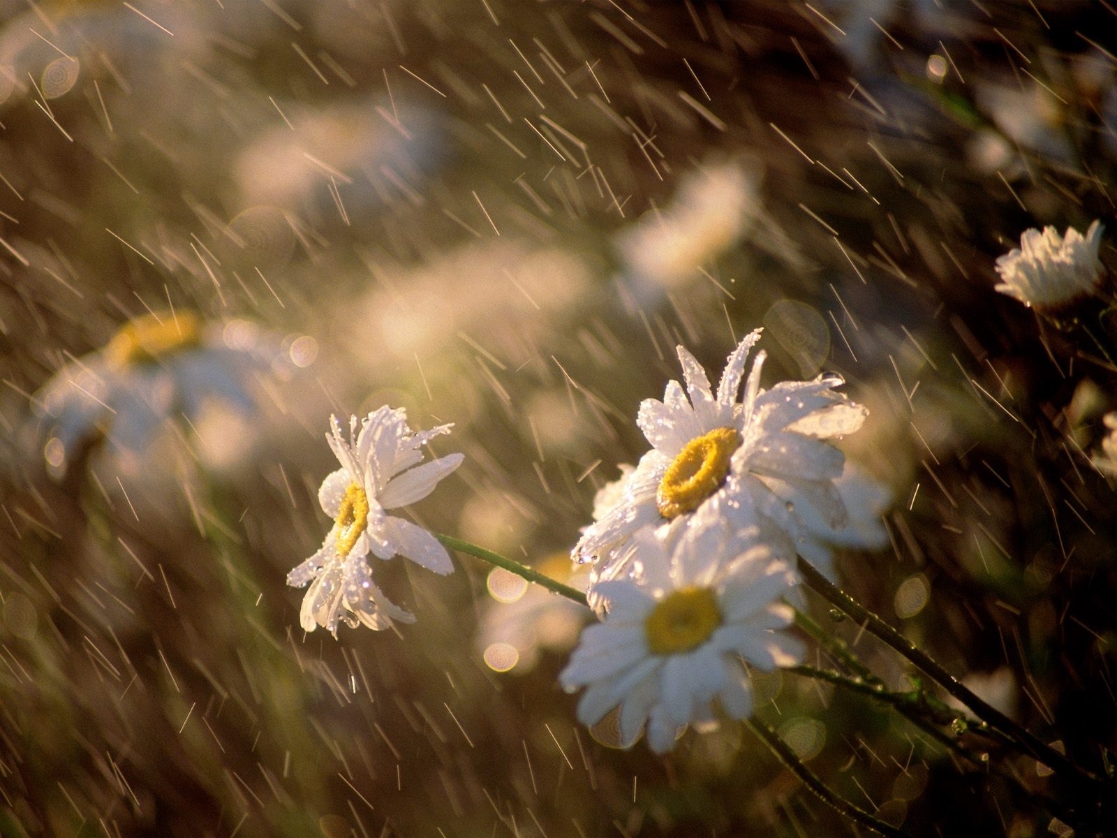 Цветы под дождем - обои