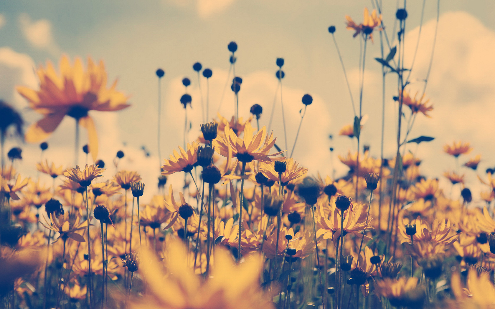 Желтые цветочки - красивое обои