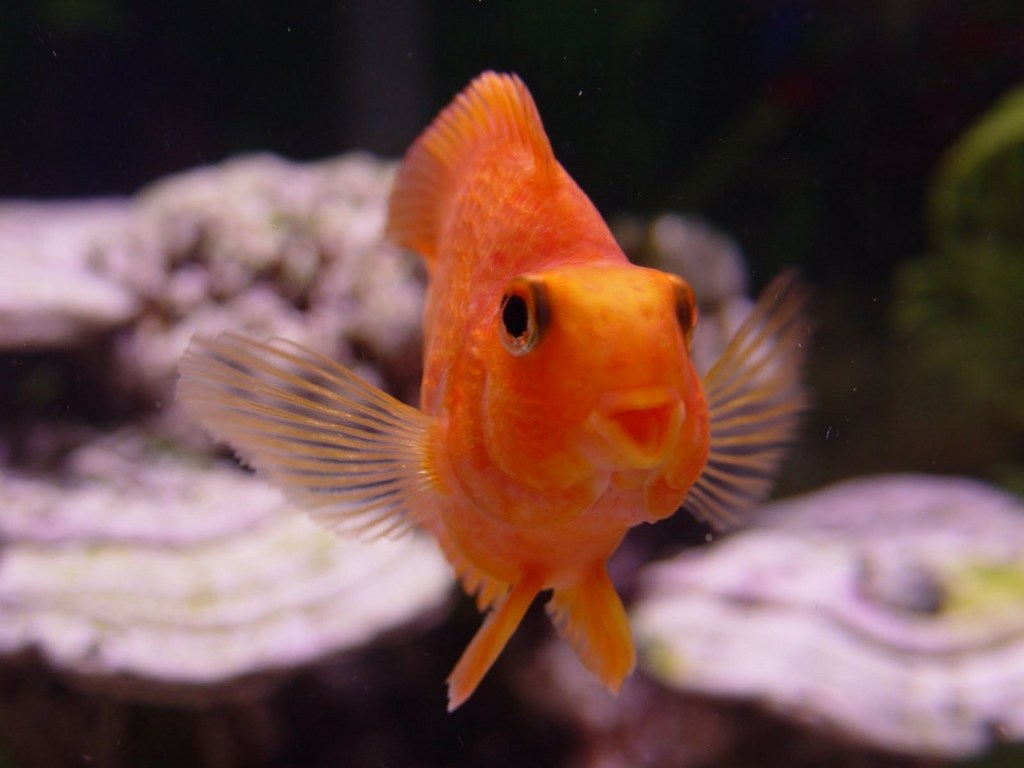 Золотая рыбка обои