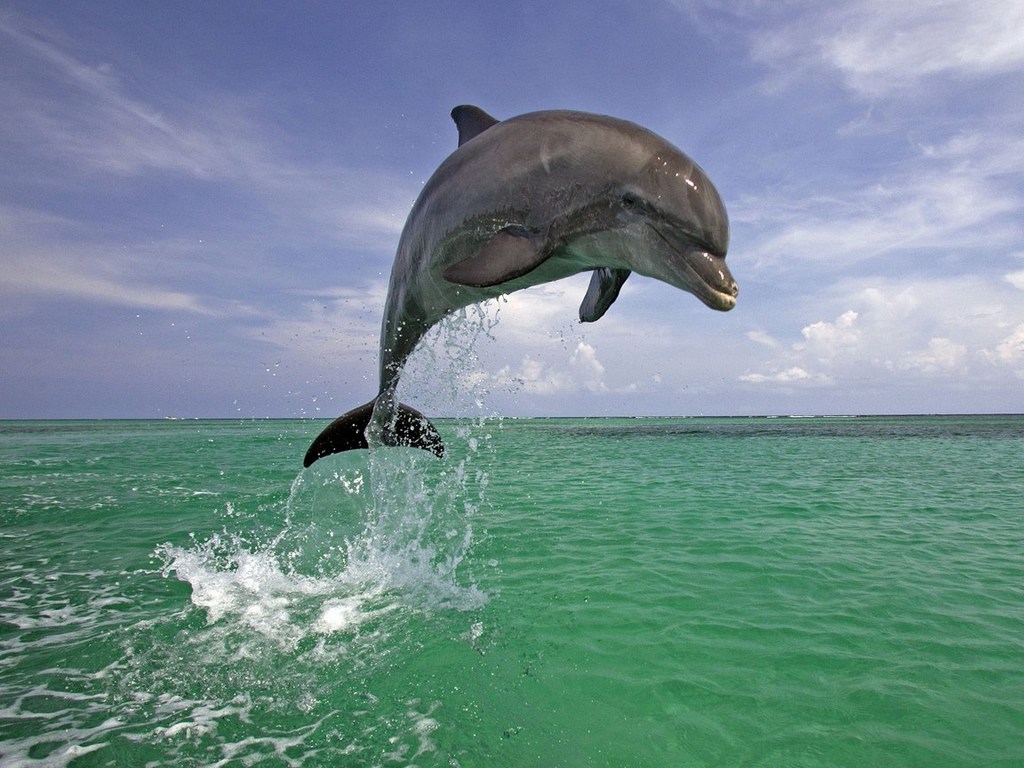 Дельфин обои