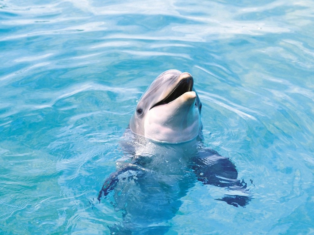 Дельфин обои