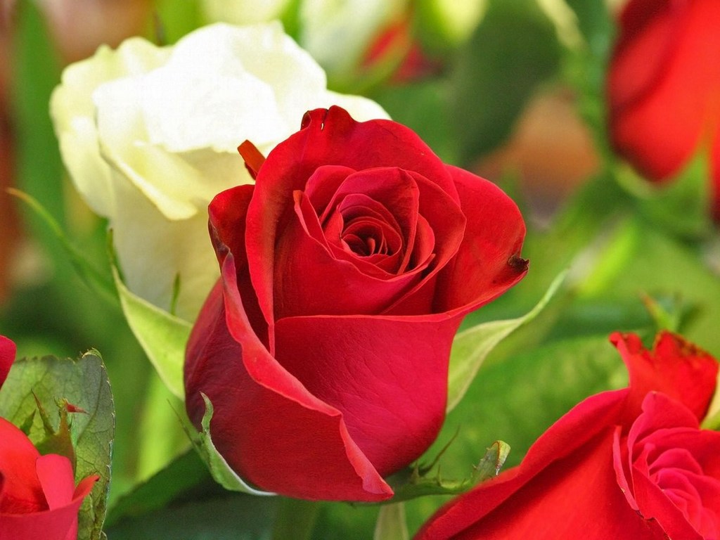 Красные и белые розы обои