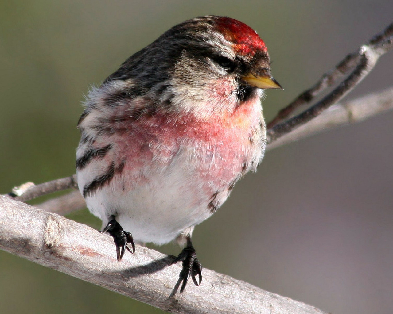 Птичка с розовой грудкой, птицы обои