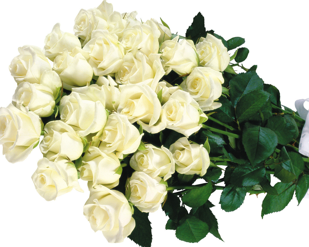 Белые розы.  Цветы большие обои