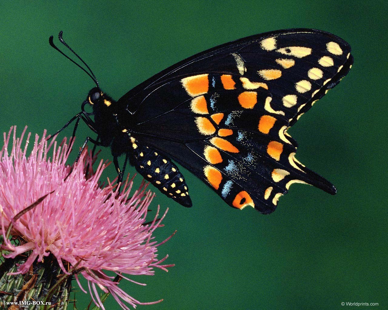 Бабочка на цветке - обои