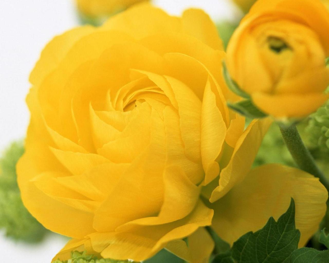 Желтые цветы которые дарят на 8. Италмас цветок. Италмас цветок оранжевый. Купальница.