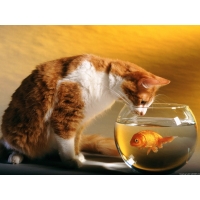 Кот и рыбка в аквариуме картинки рабочий стол скачать бесплатно