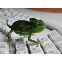 Зеленый хамелеон на ломаной клавиатуре - обои скачать бесплатно и фотографии, компьютер