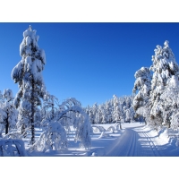 Зимняя лыжня в в лесу - скачать обои, гламурный рабочий стол, рубрика - природа