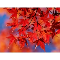 Красные кленовые листья, бесплатные картинки на комп и фотки для рабочего стола