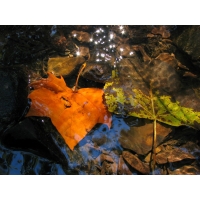 Листья клёна в воде - скачать фото на рабочий стол и обои, обои природа