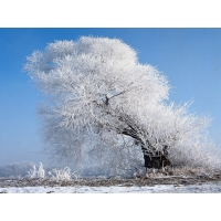 Белое дерево зимой, гламурные картинки на рабочий стол и обои для рабочего стола