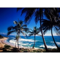 Пальмы на берегу моря - бесплатные фото на рабочий стол и картинки, тема - природа