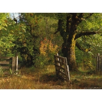 Заборчик в лесу у дуба - картинки на комп бесплатно и обои для рабочего стола, природа