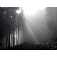 Утренний туман в лесу - бесплатные картинки на комп и фотки для рабочего стола, природа
