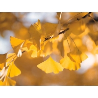 Жёлтые листья осенью - картинки и рисунки для рабочего стола, рубрика - природа