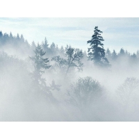 Туманный лес утром - картинки - фон для рабочего стола, обои природа