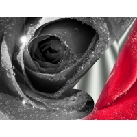 Чёрная роза в каплях росы - фотографии на рабочий стол, обои цветы