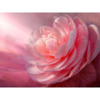 Розовый бутон - бесплатные фото на рабочий стол и картинки, обои цветы