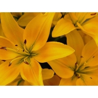 Жёлтые лилии с большими тычинками - скачать обои, гламурный рабочий стол, цветы