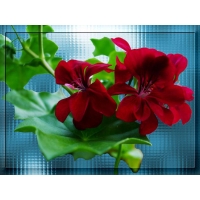 Красный цветок на фоне стекла - скачать красивые обои рабочего стола, тема - цветы