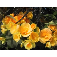 Жёлтые цветочки в саду - красивое фото на рабочий стол и картинки, тема - цветы