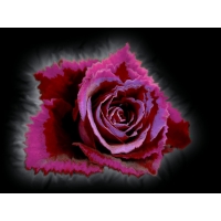 Тёмно-красная роза - картинки и новые обои на рабочий стол, обои цветы