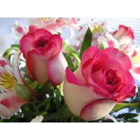 Свадебные розы - картинки и обои на креативный рабочий стол, обои цветы