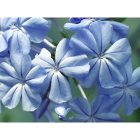 Синие флоксы - красивые заставки на рабочий стол, обои цветы
