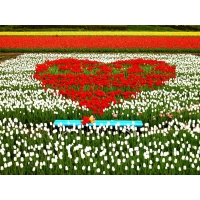Сердце из красных тюльпанов - бесплатные фото на рабочий стол и картинки, цветы