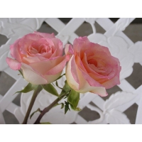 Розы для невесты - картинки на комп бесплатно и обои для рабочего стола, цветы