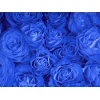 Море синих роз - картинки и обои бесплатно, обои цветы