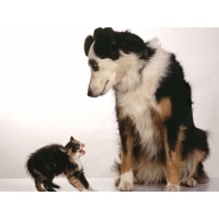 Двое домашних животных - скачать бесплатно картинки на комп и обои, тема - юмор