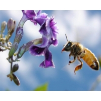 пчела собирает мёд, картинки и обои на рабочий стол компьютера скачать бесплатно