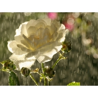 роза под дождём, скачать бесплатные обои и картинки