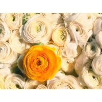 большая жёлтая роза среди баелых роз, картинки бесплатно на рабочий стол и обои