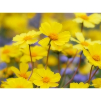 Жёлтые цветы на поляне, скачать фото на рабочий стол и обои