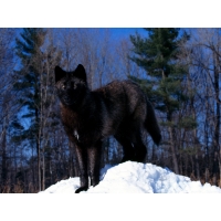 Чёрный волк в дикой природе, обои для рабочего стола скачать бесплатно, картинки