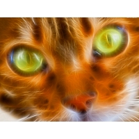 рыжий кот с зелёными глазами, бесплатные картинки на комп и фотки для рабочего стола