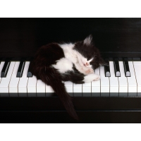 Котёнок нежится на клавишах рояля, красивые обои и фото установить на рабочий стол