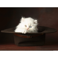 котёнок в шляпе, большие картинки на рабочий стол и обои