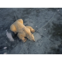 Белый медведь на льдине, картинки и широкоформатные обои для рабочего стола бесплатно