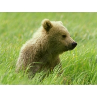 Сонный медвежонок в траве, фоновые рисунки на рабочий стол