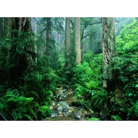 Великолепная природа в лесу - супер обои!, фото на рабочий стол бесплатно