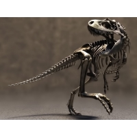 скелет динозавра, картинки, обои, скачать заставку на рабочий стол