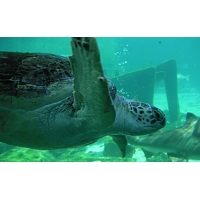 морская черепаха среди руин на дне моря, картинки - фон для рабочего стола