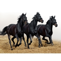 чёрная тройка лошадей, фотографии на рабочий стол с лошадьми