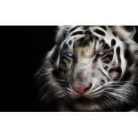 Тигр с голубыми глазами, картинки и обои на креативный рабочий стол
