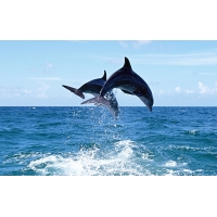 дельфины в море, гламурные картинки на рабочий стол и обои для рабочего стола